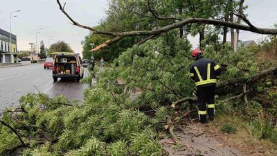 В Винницкой области из-за ураганного ветра падали деревья