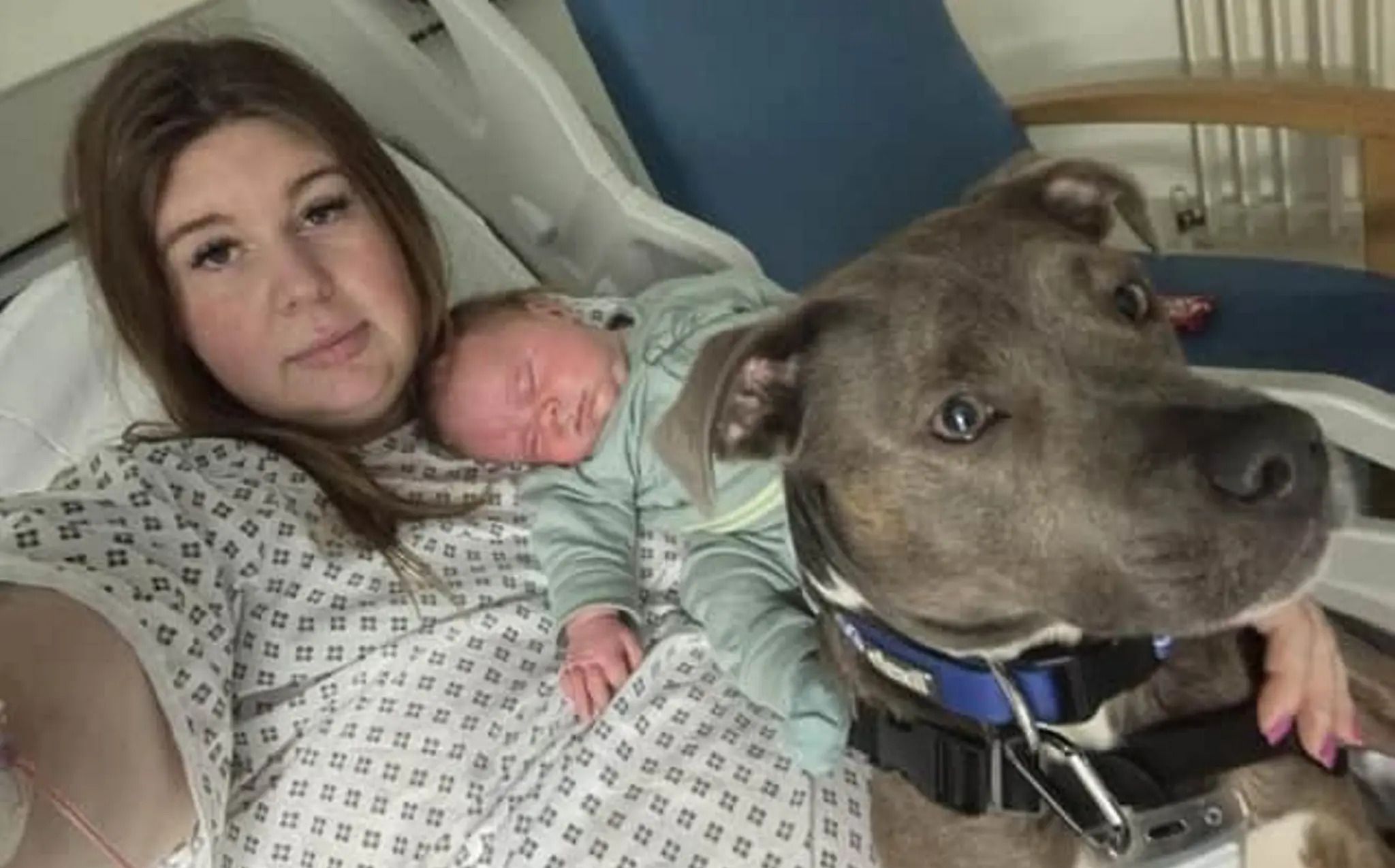 Женщина взяла на роды свою собаку Женщина взяла на роды свою собаку